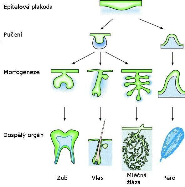 vývoj zubu je založen na diferenciaci buněk (ameloblastů, odontoblastů) podél epitelmezenchymového rozhraní (obrázek 1).