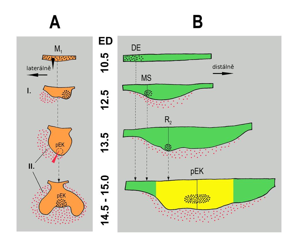 frontálních řezech charakterizována vytvořením pupenu (Bud stage). Má se za to, že exprese některých signálních proteinů v epitelu vyhasíná a přesouvá se do buněk kondenzovaného mezenchymu.