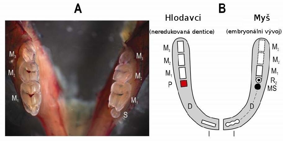 Obrázek 19. Výskyt nadpočetného zubu před moláry u Tabby heterozygotních myší a jeho onto-fylogenetická interpretace. (A) Dolní čelist Tabby heterozygotní myši.