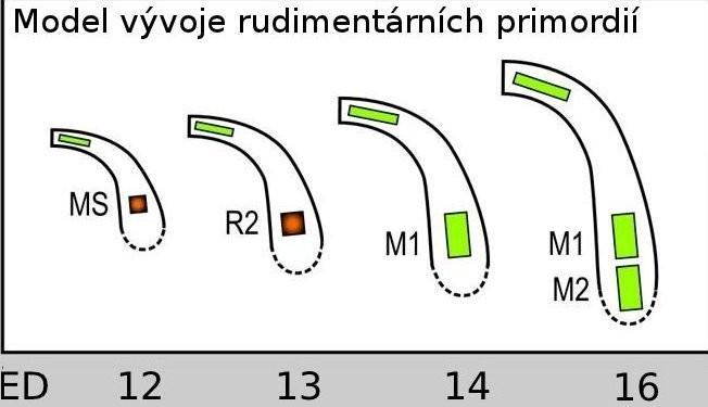 Reinterpretovat klasický, obecně uznávaný model molekulární regulace zubního vývoje z hlediska existence rudimentárních zubních primodií: a) Experimentálně analyzovat a interpretovat morfogenetickou