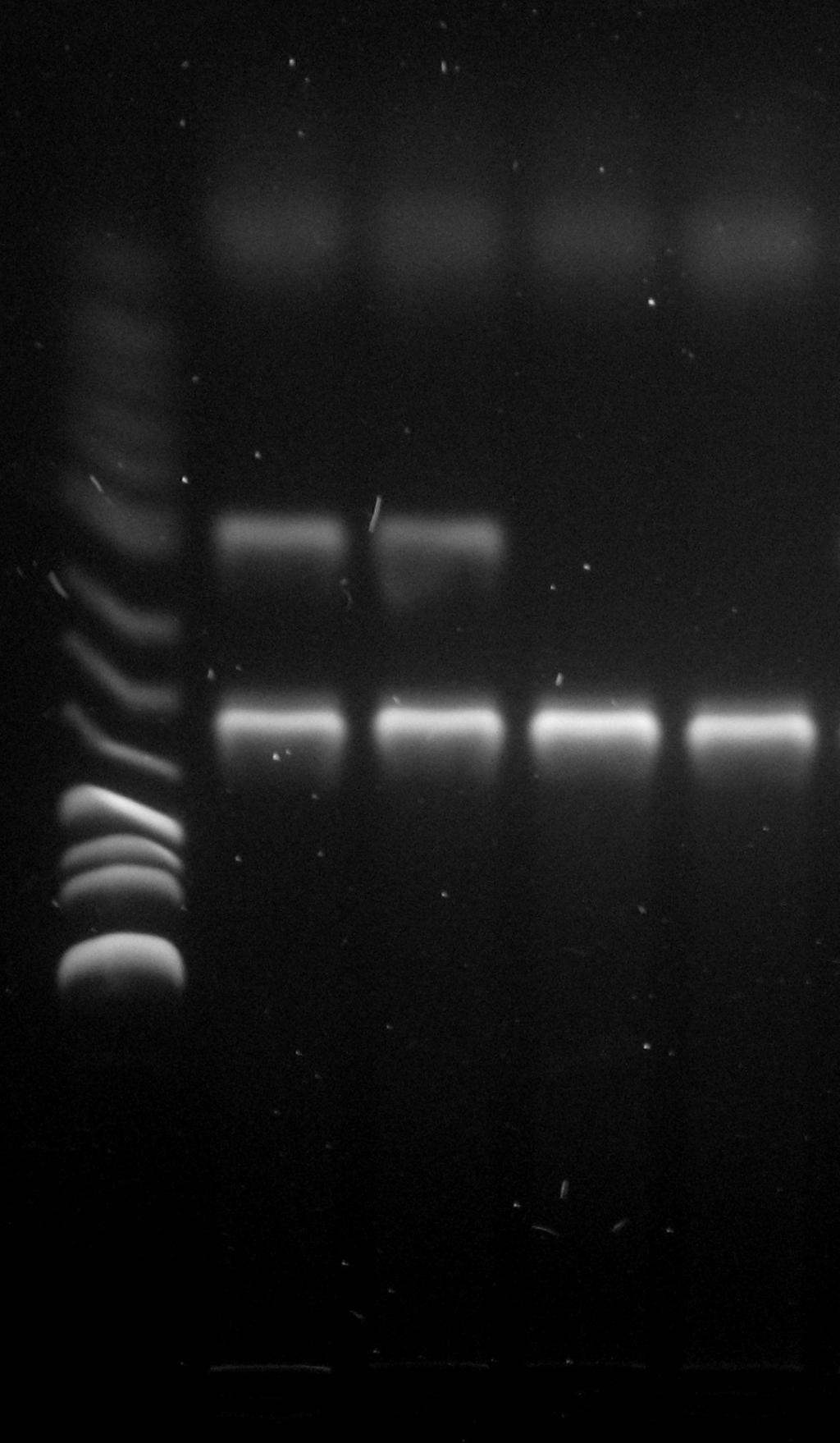 4. Materiál a metody 4.1 Laboratorní myši ICR/CD1 Pro rutinní experimenty a odběry embryonálního materiálu na Wild Type (WT) myších byl použit CD1 myší kmen.