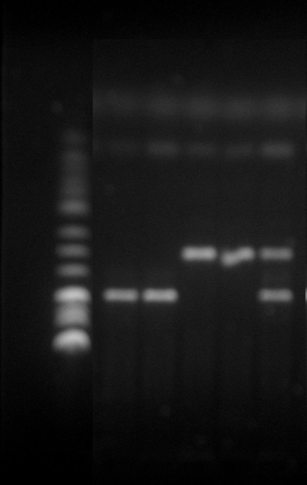 Rosa26R EYFP Pro detekci cre rekombinázy byl použit kmen, který nese gen pro žlutý fluorescenční protein EYFP (Enhanced Yellow Fluorescent Protein) vložený do Gt(ROSA)26Sor lokusu.