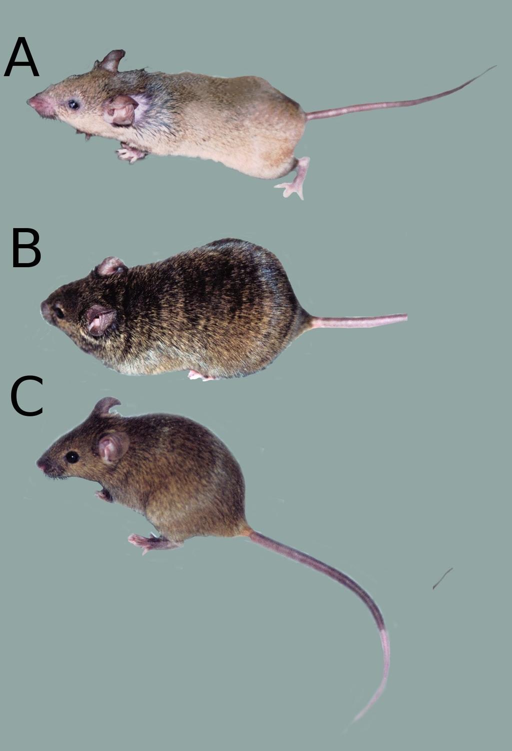 Tabby (EdaTa-6J/J) U Tabby kmene myší došlo ke spontánní mutaci v lokusu Eda genu. Myši byly zakoupeny v Jackson Laboratory (Maine, USA). Gen je lokalizován na X chromosomu.