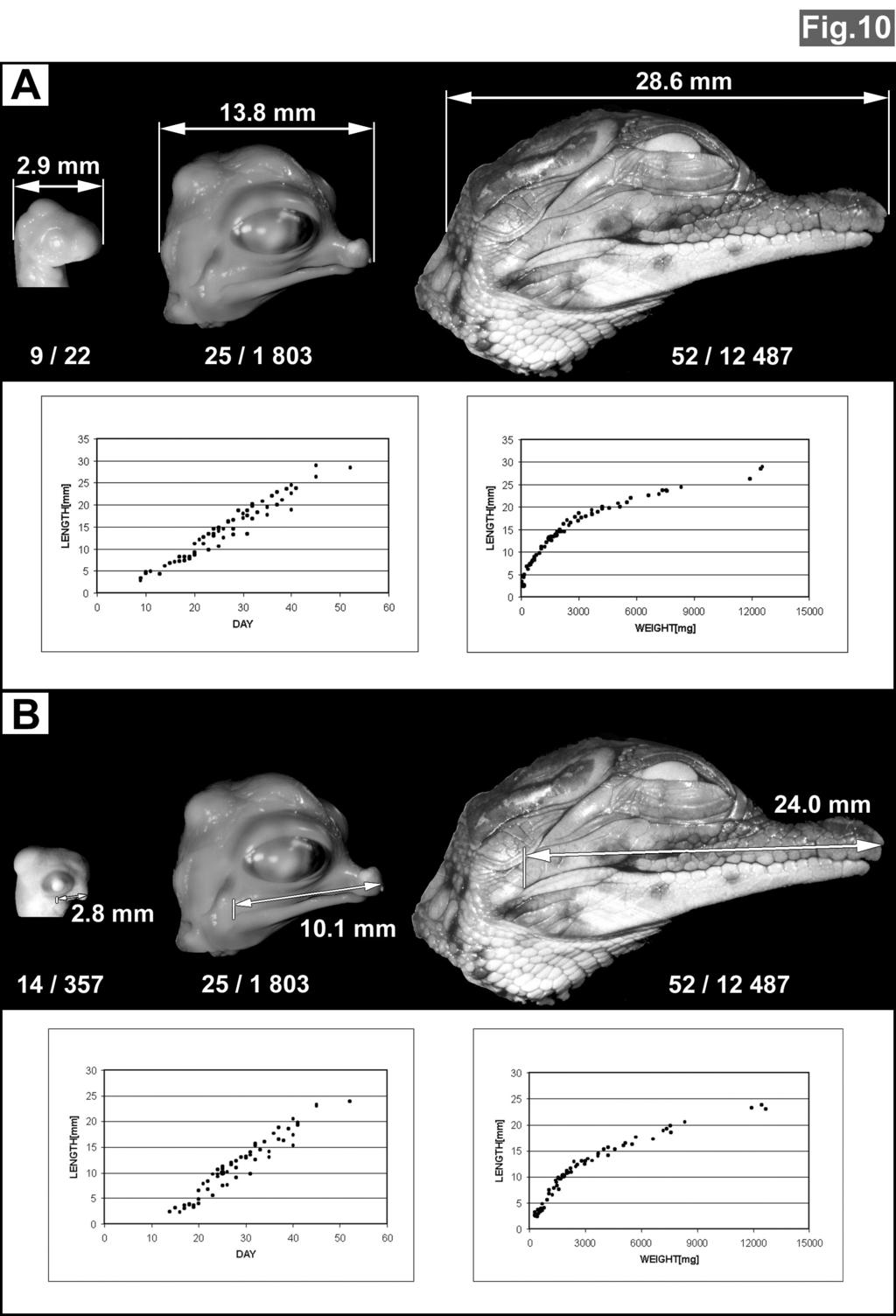 Obrázek 30. Morfometrické hodnocení prenatálního vývoje hlavy u krokodýla během embryonálního vývoje. (A) Maximální délka hlavy.
