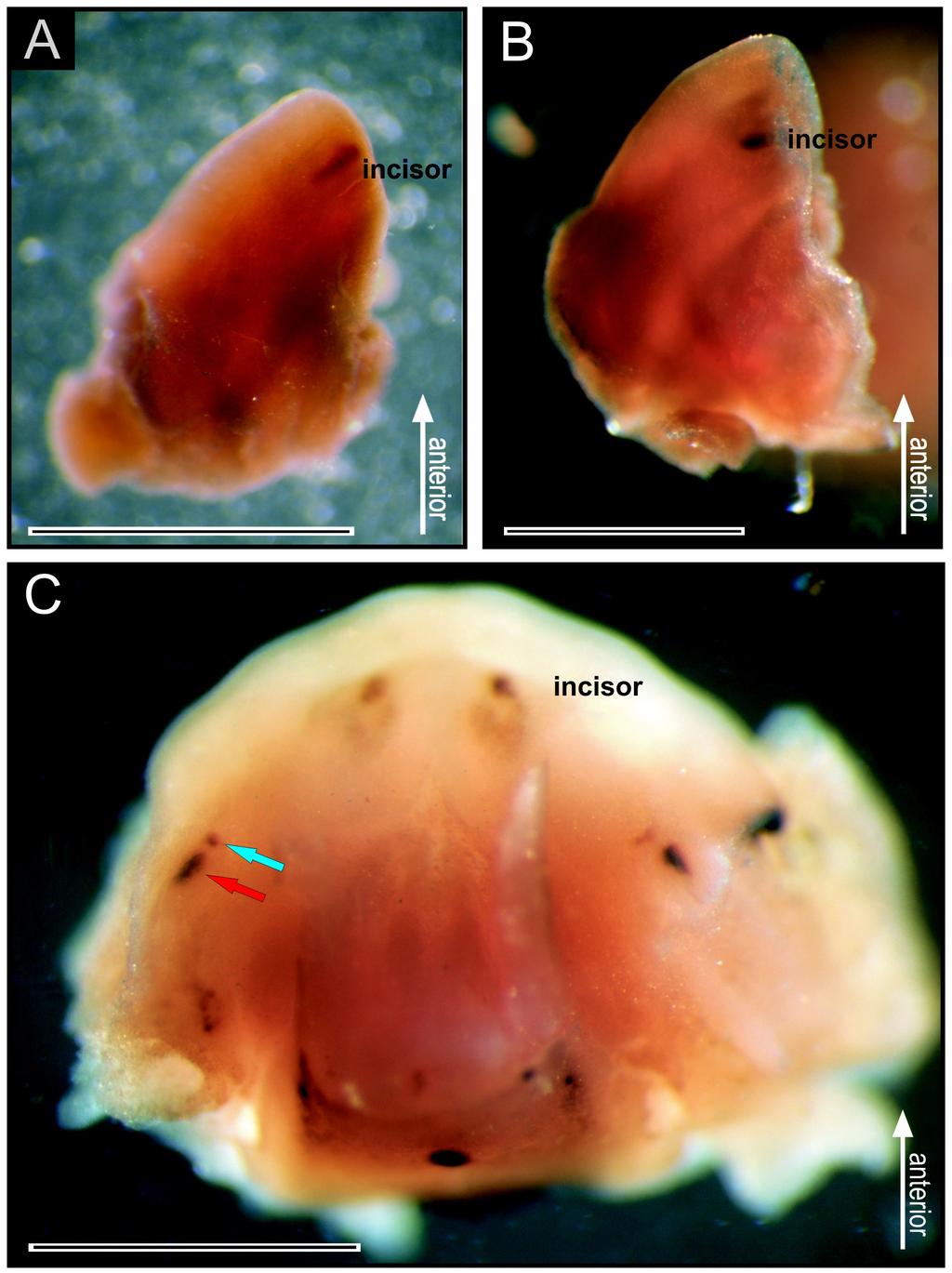 Obrázek 32. Whole mount Shh in situ hybridizace dolních čelistí myších embryí.