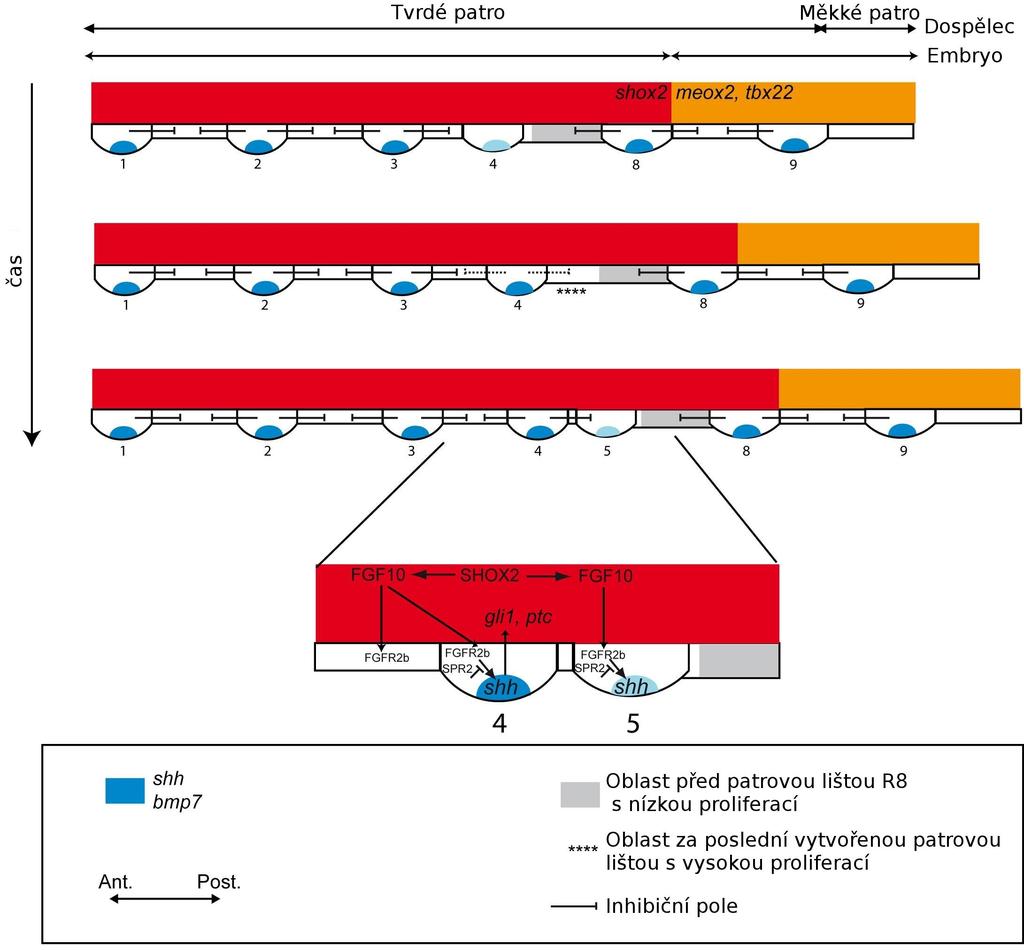 Fgf10 může indukovat ektopickou Shh expresi a současně Fgf10 -/- KO myš nemá rugy vyvinuté vůbec. Rice et al. (2004) a Welsh et al.