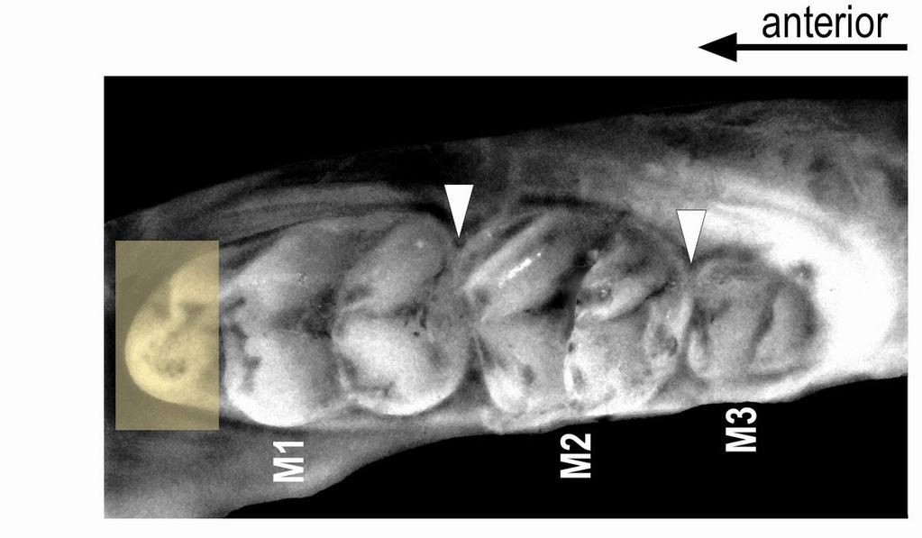 Obrázek 40. Moláry v mandibule dospělé myši. Pouze první molár (M1) obsahuje přední prodloužení anterokonid (žlutě zvýrazněný).