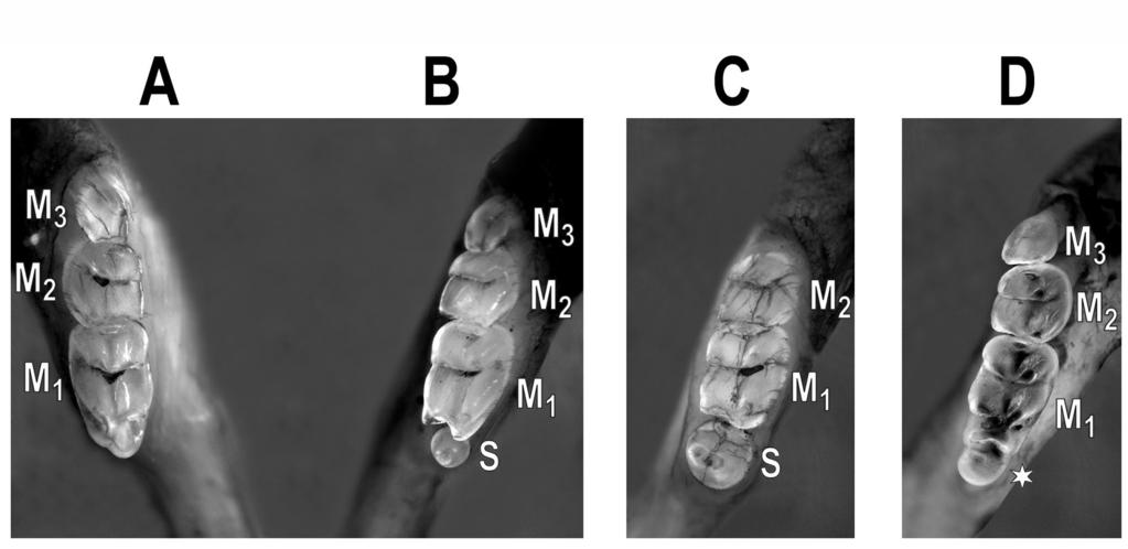 přítomnost v oblastech rudimetárních zubních primordií a kolokalizace s programovanou buněčnou smrtí (Tureckova et al., 1996; Vaahtokari et al., 1996; Peterkova et al., 2000).