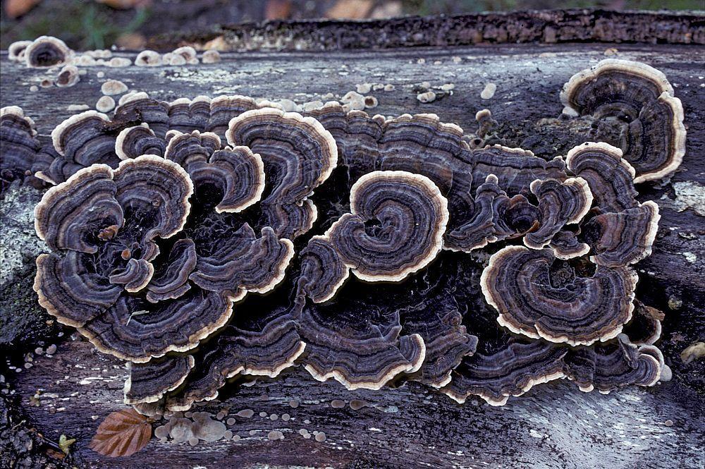 4.3 Lignovorní houby Lignovorní houby rozkládají lignin, celulózu i hemicelulózu buď současně, nebo nejdříve lignin a následně polysacharidy. Z lignovorních hub jsou nejznámější: 4.3.1 Outkovka pestrá (Coriolus versicolor) Napadá dřevo listnatých dřevin, výjimečně i jehličnatých.