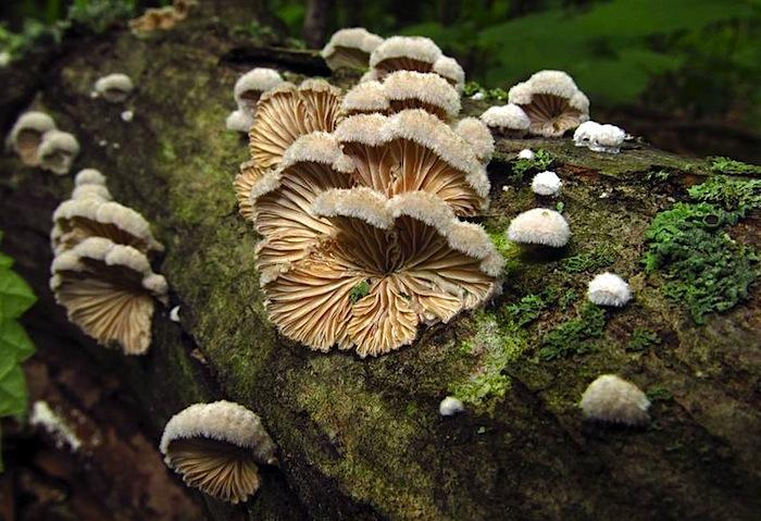 4.3.2 Klanolístka obecná (Schizophyllum commune) Napadá také hlavně dřevo listnatých dřevin, občas se vyskytuje i na jehličnatých dřevinách.