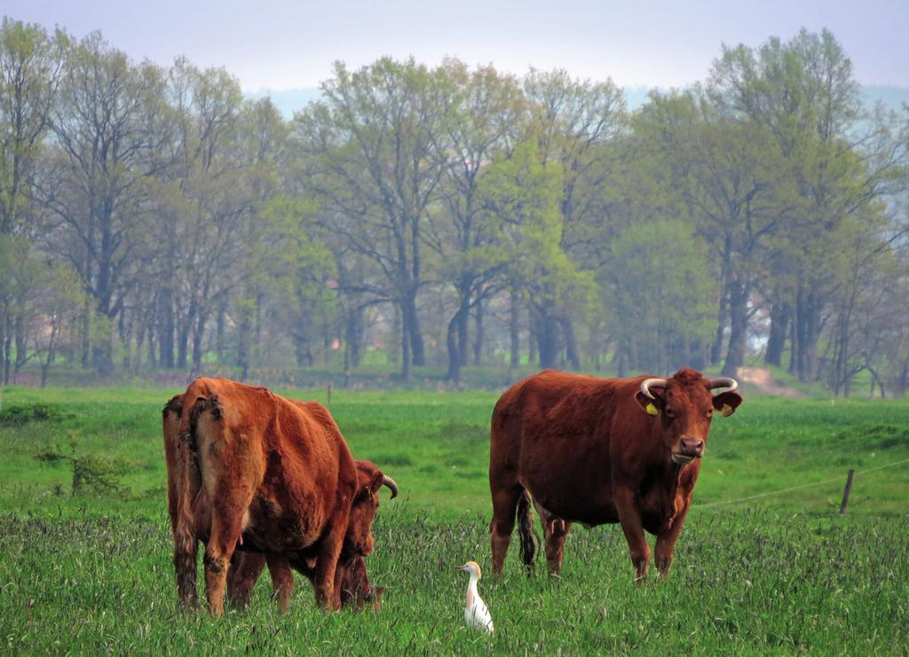 Příloha 5 Obr. 2 Volavka rusohlavá (Bubulcus ibis) v hnízdním šatě (růžový kořen zobáku) na ostrůvku Nového Vrbenského rybníka, zřejmě na svém budoucím hnízdišti (foto Z. Ondrášek 7. 5. 2016). Fig.