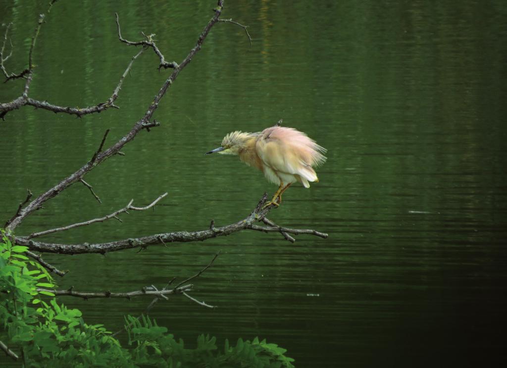 Příloha 7 Obr. 5 Dospělá volavka vlasatá (Ardeola ralloides) na Novém Vrbenském rybníku (foto V. Kubelka 15. 7. 2016). Fig.