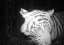 Listopad PRVNÍ TYGR NA FOTOPASTI V listopadu se nám objevila na fotopasti tygřice na nočních záběrech.