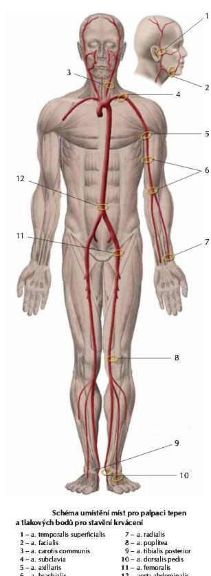 Aorta abdominalis Pulsaci břišní aorty lze vyhmatat u hubených osob přes břišní stěnu ve střední čáře.