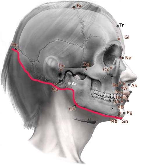 Nasion Glabella Opisthokranion (inion) Mastoideale Gonion Hranice