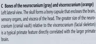 neurocranium a