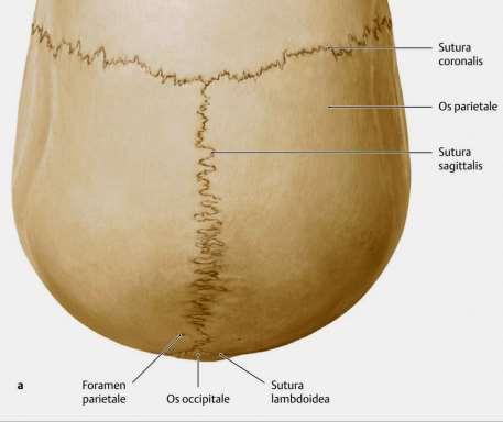 Sulcus