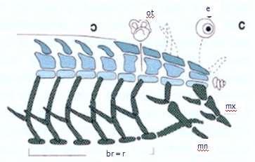 Kuratani, 2005: Craniofacial