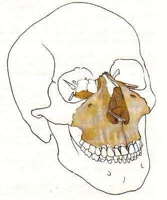 Maxilla