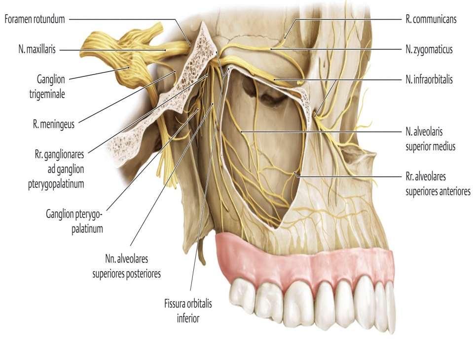 Canalis