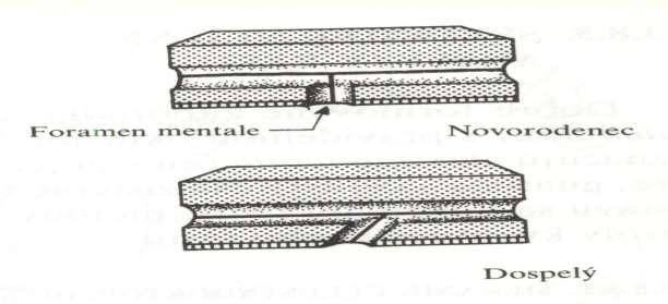 neonatus