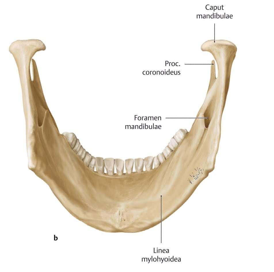 Foramen