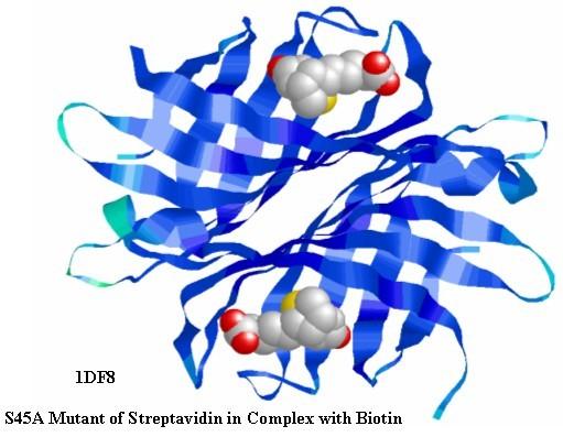 Streptavidin streptavidin - molekula isolovaná z Streptomyces avidinii biotinylované protilátky purifikace antigenů