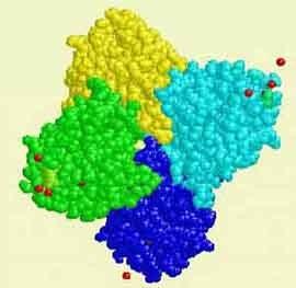 Konkavalin A lektin z Canavalia ensiformis (jack bean) tetramerní metalloprotein větvené mannosidy, cukry s terminální mannosou nebo glukosou (αman > αglc > GlcNAc) purifikace glycoproteinů,
