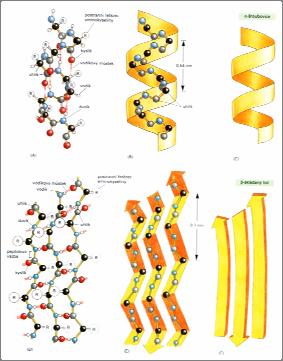 Struktura proteinů Primární sekvence primární sekvence AMK (kovalentní vazba), čteme od k C konci sekundární list, šroubovice (vodíkové vazby)