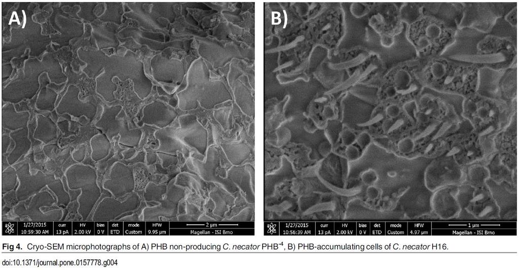 Úvod do cryo-sem bakterií Cupriavidus neactor rozlomená bakterie PHB granule (plasty)