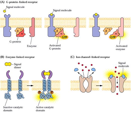 Přenos signálu v rostlinách - receptory Typická lokalizace v plazmatické membráně a membránách ER, také v jádře (fytochrom) či cytoplazmě (kryptochrom) A receptor vázaný na trimerický G protein
