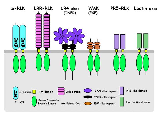 Přenos signálu v rostlinách - receptory C proteinkinázové receptory, RLK (receptor-like kinases), u rostlin většinou Ser/Thr typu. Dělení dle povahy extracelulární domény.
