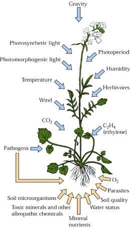 biotické a abiotické Reakce rostliny spočívá v