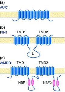 Polární transport auxinů transportní molekuly Molekuly auxinu jsou kromě pasívní difúze transportovány systémem aktivních přenašečů - AUX1/LAX přenašeče auxinu