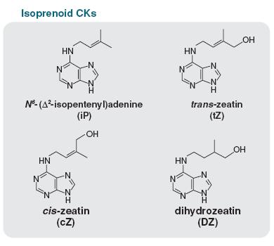Cytokininy chemická struktura N 6