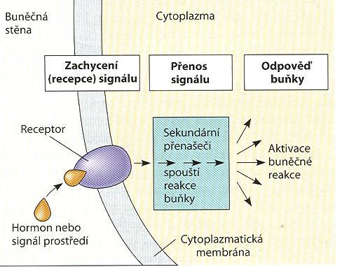 Přenos signálu v rostlinách Přenos signálu sestává z jeho zachycení