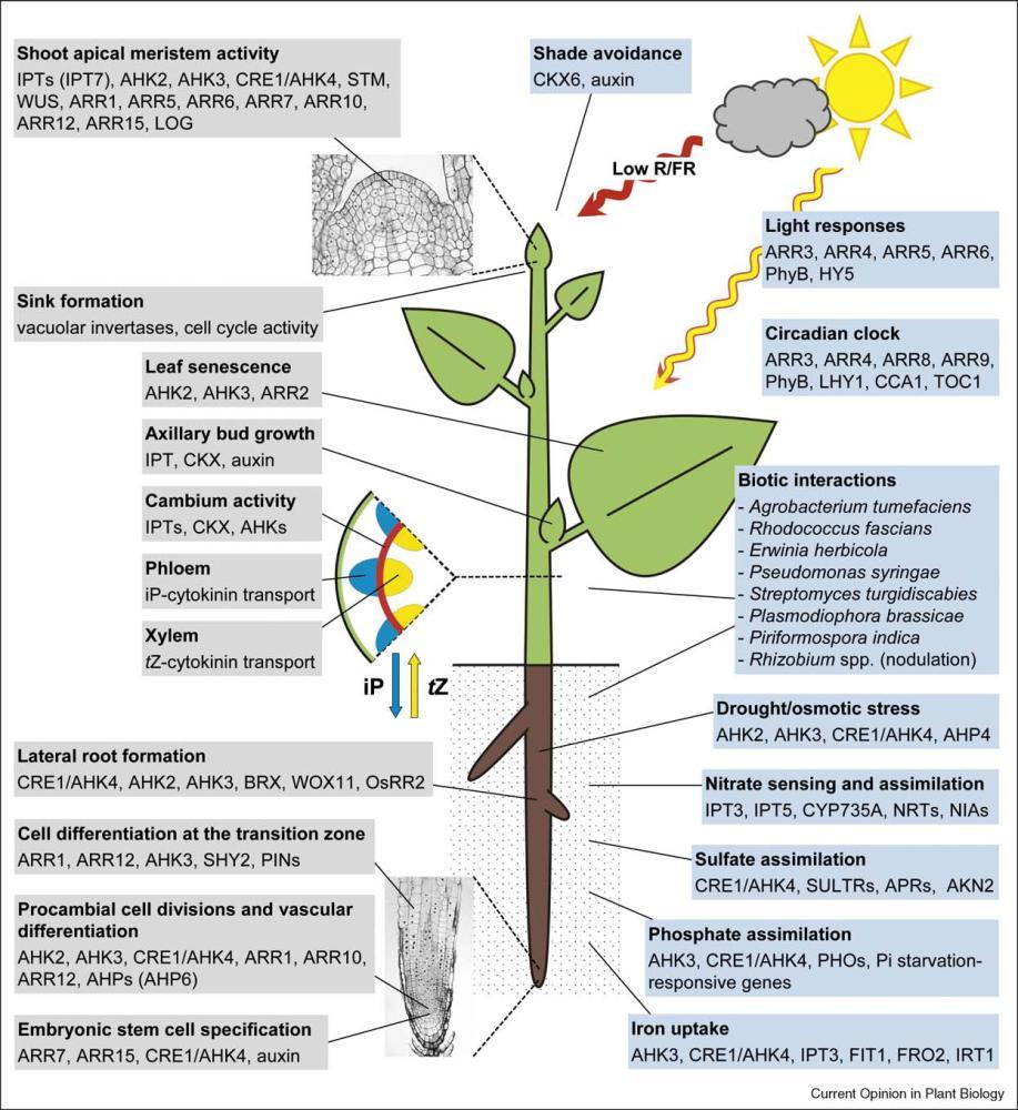 Cytokininy - mechanismus účinku Spektrum hsitidinových kináz AHP kináz je obrovské, též regulátorů odezvy ARR, toto tedy představuje širokou možnost regulace signálu Identifikace jednotlivých genů