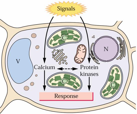 Přenos signálu v rostlinách Hlavními společnými složkami signálních drah u rostlin spouštěných vazbou regulační molekuly na receptor jsou především vápenaté ionty (Ca 2+ ) a regulační protein kinázy