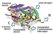 Změna PBP (penicilin binding proteins) http://www.