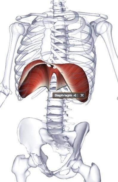 2 TEORETICKÁ VÝCHODISKA PRÁCE 2.1 Anatomie a fyziologie pánevního dna Pánevní dno se připodobňuje bránici, která je našim největším a nejdůležitějším dýchacím svalem.