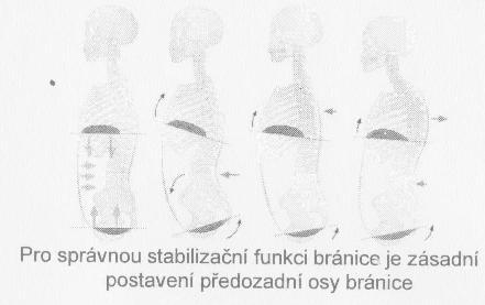 K tomu to boji potřebujeme mít vyvinuté tzv. posturální řízení. Toto řízení je základním stupněm podporující všechny naše pohyby.