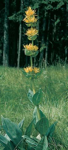 PlzeÀsko a Karlovarsko 2 3 Hofiec Ïlut (Gentiana lutea). 2 Na mokfiadní vegetaci pfii bfiezích fieky Ohfie je vázáno více druhû vodních mandelinek rákosníãkû. Îije zde i rákosníãek Donacia sparganii.