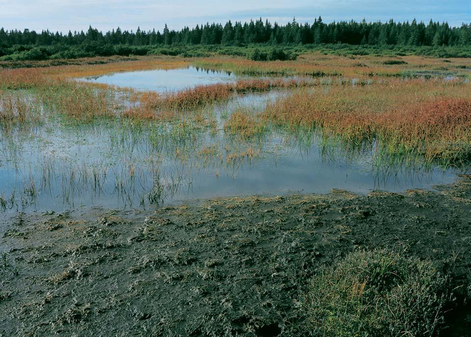 Okres Sokolov pseudacorus) a v klidn ch zátoãinách a tûních u Dasnic a Kyn perka roste je tû hojnû ípatka vodní (Sagittaria sagittifolia) a stulík Ïlut (Nuphar lutea) aïebratka bahenní (Hottonia