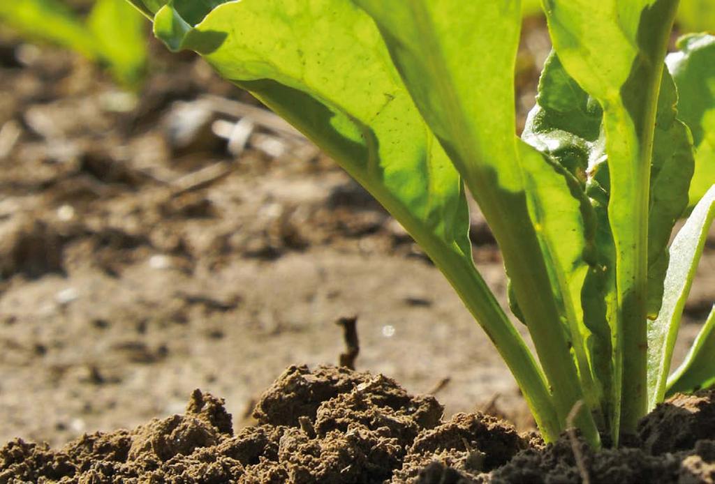 ELISKA KWS rizomáie + ematody + cerkosporioza NOVINKA (v případě registrace ÚKZÚZ) NOVINKA N typ s tolerací k rizomáii, ematodům a cerkosporioze Ošetřeá variata idex 104,6 %, výos PC 108,7 %