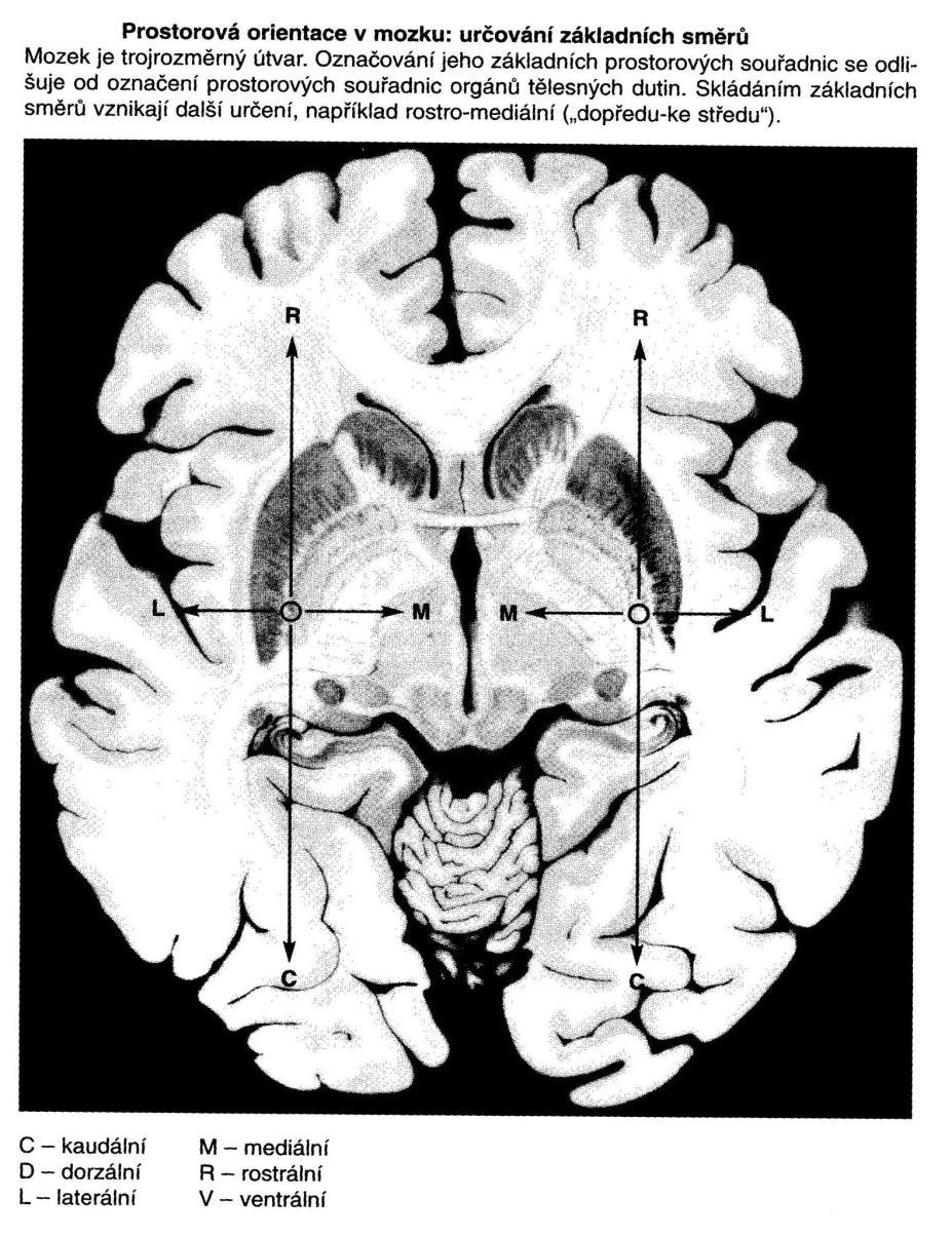 6 Mozek Objev funkčního významu mozkové lateralizace je možná jedním z nejvýznamnějších objevů věd o mozku posledních třiceti let. (Koukolík, 1997, str. 97) Mozek je trojrozměrný útvar.