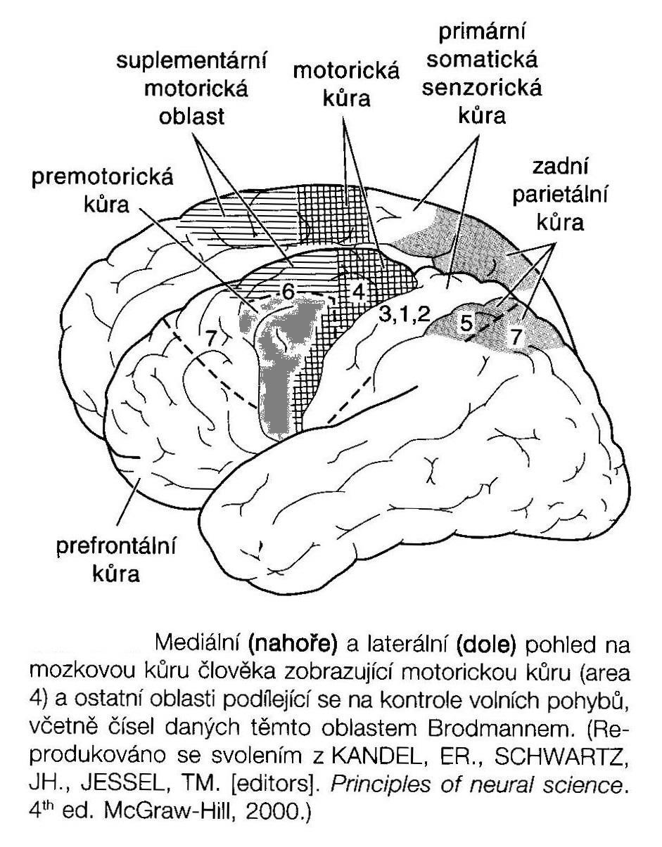 Obrázek číslo 31 motorická kůra (Ganong, 2005, str. 211) Procházející nervová vlákna z motorické kůry do jader hlavových nervů vytvářejí kortikobulbární dráhu.