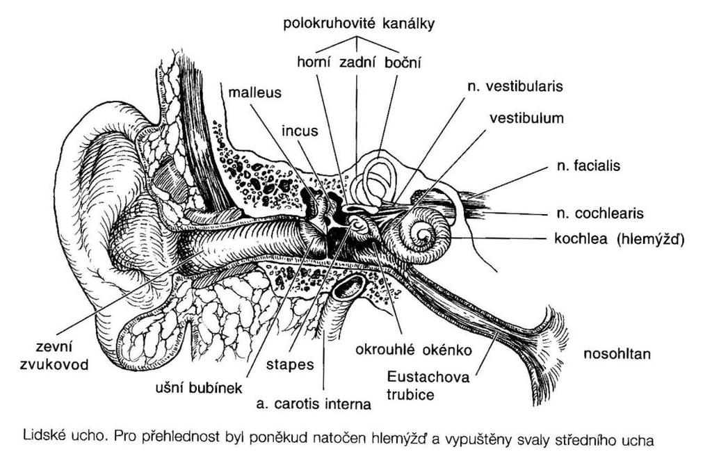 směru a v sakulu na lineární zrychlení ve vertikálním směru. Receptory pro sluch a rovnováhu jsou vláskové buňky. (Ganong, 2005, str.