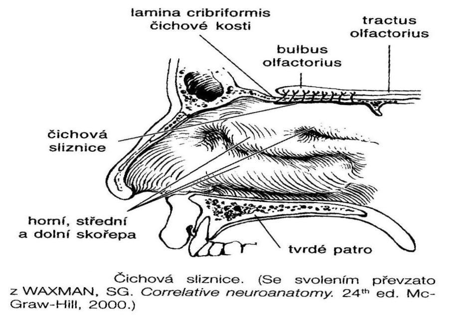 U člověka aktivuje čichání pyriformní kůru, ale zápachy a vůně, ať již s čicháním nebo bez něho, aktivují laterální a anteriorní orbitofrontální gyrus frontálního laloku.