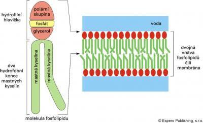 tkáň součást biomembrán Fyziologie