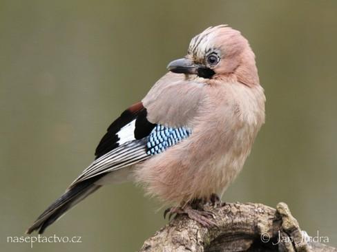 2.6.3 Sojka obecná (Garrulus glandarius) Sojka se vyskytuje téměř po celé Evropě, přes Asii, Japonsko až po jihovýchodní Čínu. V ČR se vyskytuje v hojném počtu.